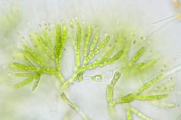 Image of <i>Chaetophora tuberculosa</i>