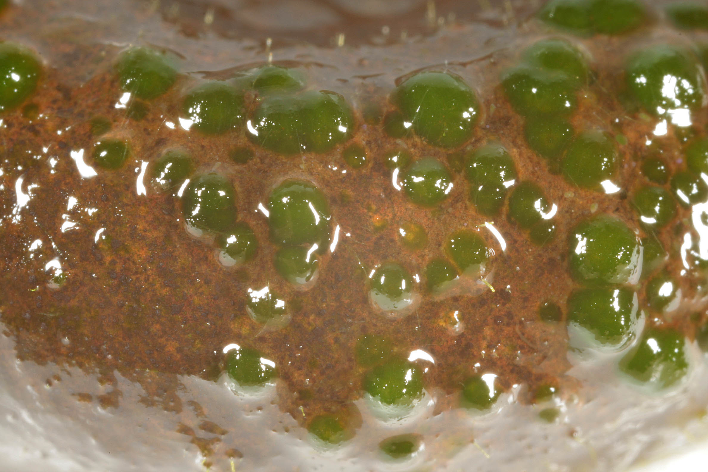 Image of <i>Chaetophora pisiformis</i>