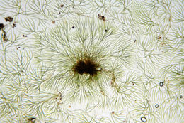 Image of <i>Chaetophora pisiformis</i>