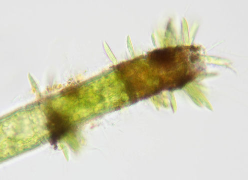 Image of <i>Characium angustum</i> A. Braun 1855