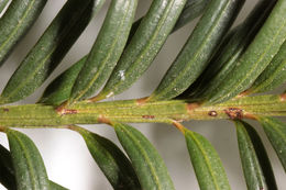 Image of <i>Taxus <i>baccata</i></i> fm. baccata