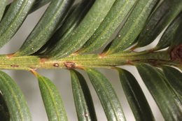 Image of <i>Taxus <i>baccata</i></i> fm. baccata