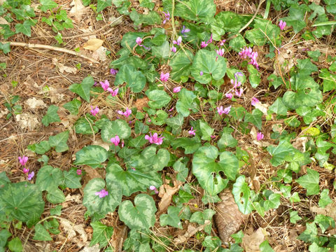 Image of <i>Cyclamen <i>repandum</i></i> ssp. repandum