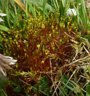 Image of small capsule dung moss