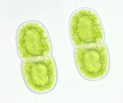 Image of <i>Actinotaenium cucurbita</i>