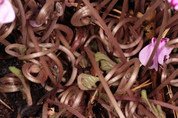 Image of Cyclamen hederifolium Aiton