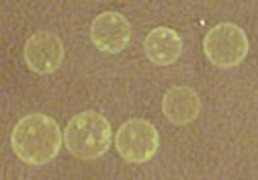 Image of <i>Volvox aureus</i>