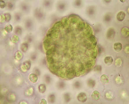 Image of <i>Volvox aureus</i>