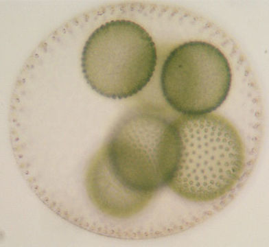 Image of <i>Volvox aureus</i>