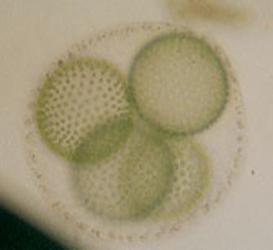 Image of <i>Volvox aureus</i>