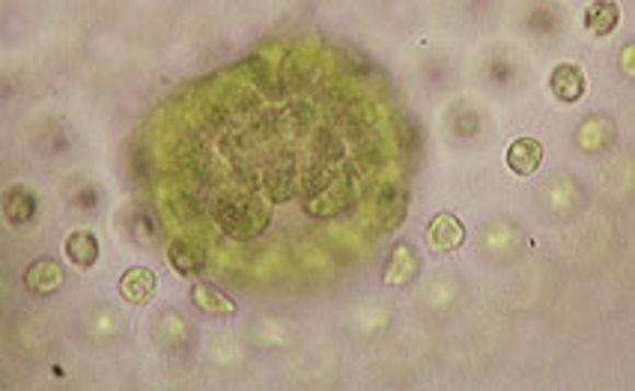 Image of <i>Volvox aureus</i>