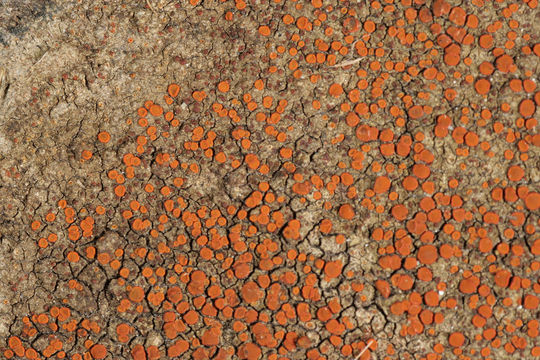 Image of <i>Caloplaca crenularia</i> (With.) J. R. Laundon