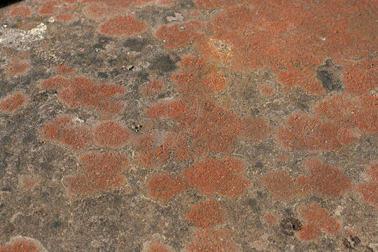 Image of <i>Caloplaca crenularia</i> (With.) J. R. Laundon