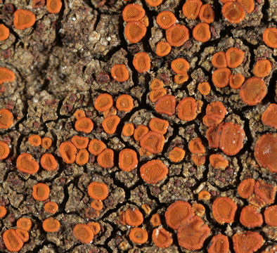 Image of <i>Caloplaca crenularia</i> (With.) J. R. Laundon