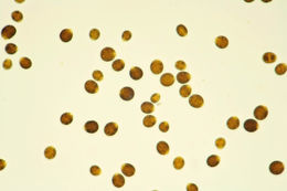 Image of <i>Chlamydomonas reinhardtii</i>