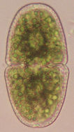Image of <i>Cosmarium variolatum</i> var. <i>skujae</i>