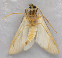 Image of Water Veneer Moth