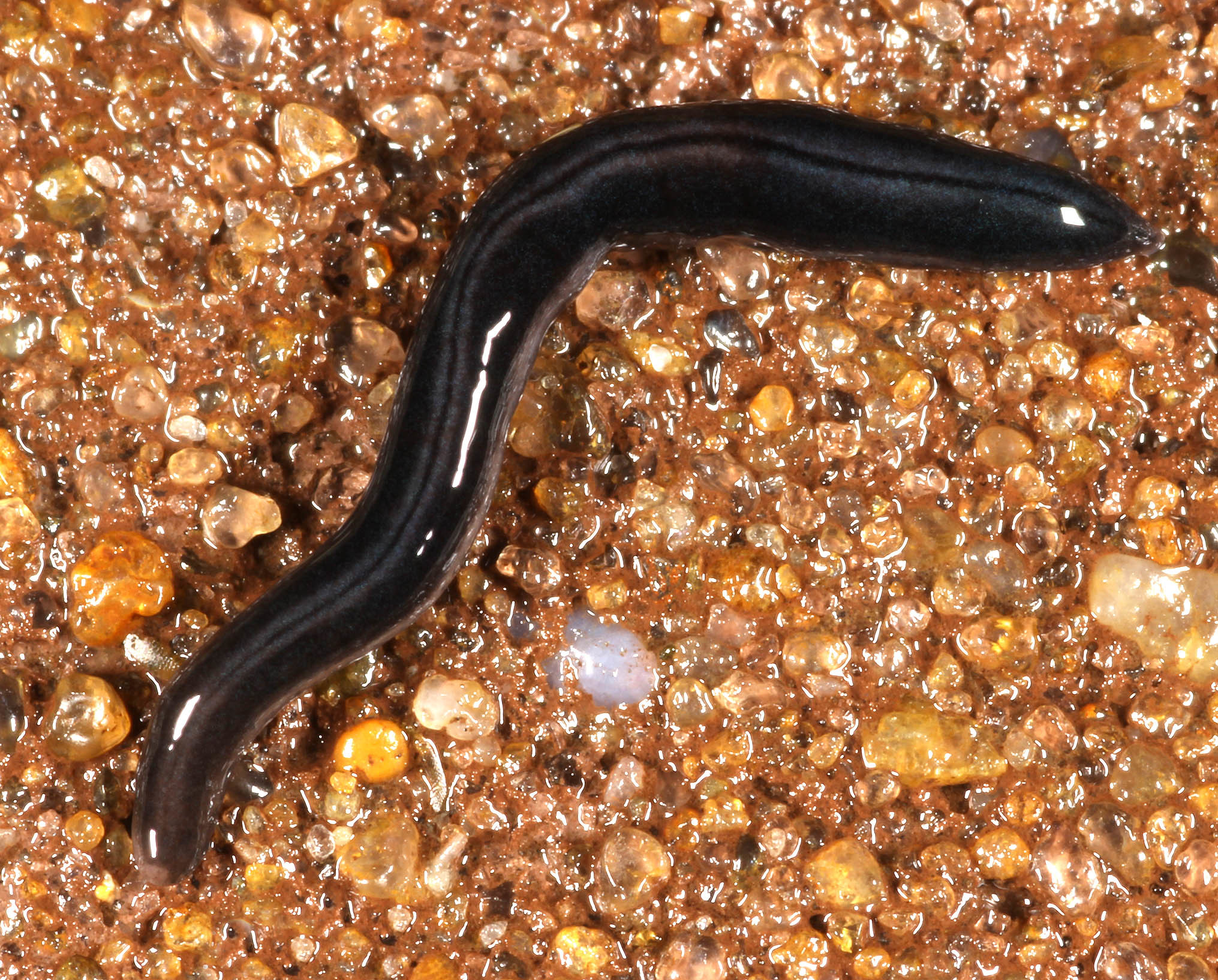 Image of Flatworm