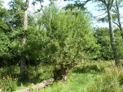 Image of <i>Salix cinerea</i> ssp. <i>oleifolia</i>
