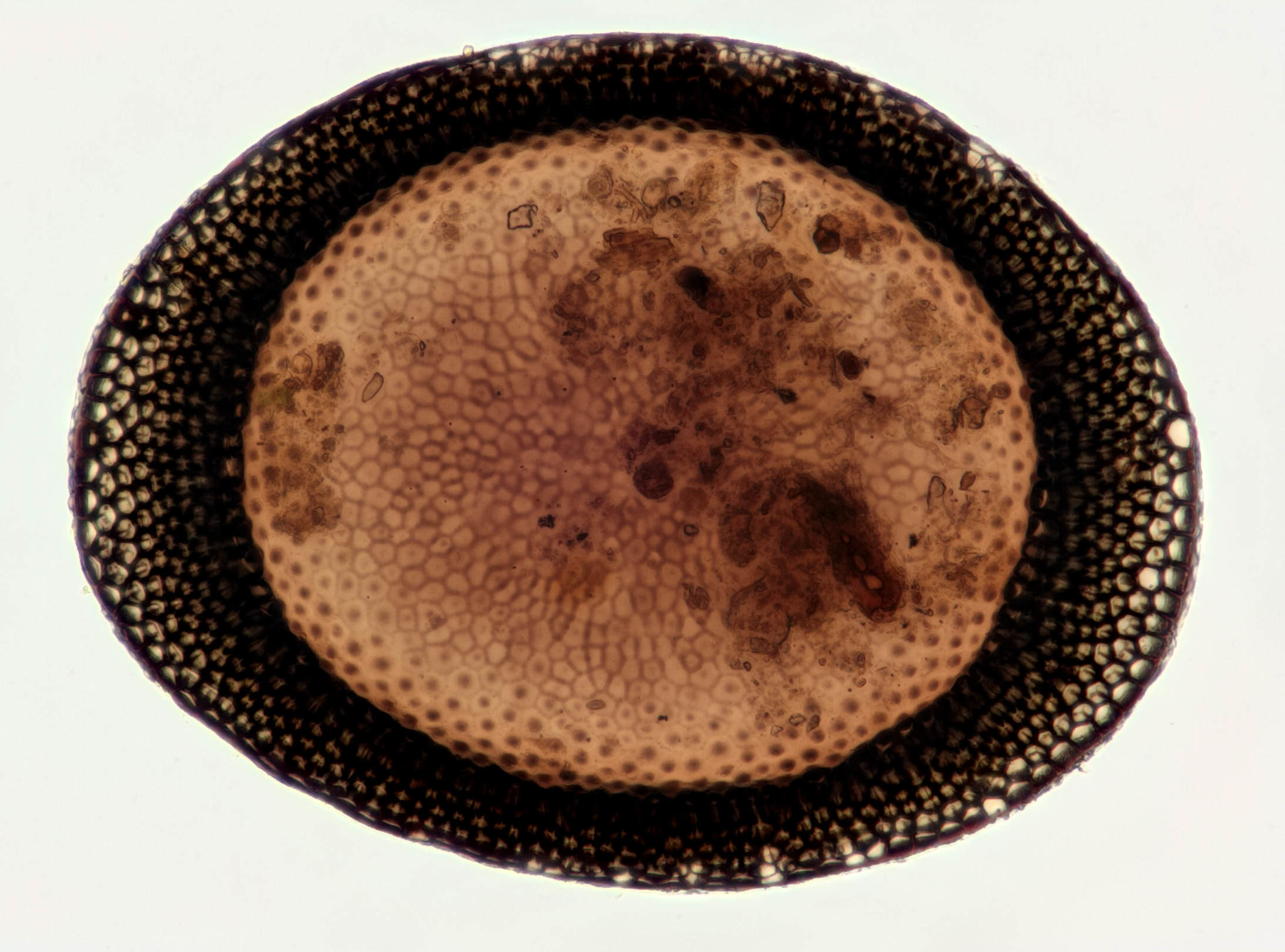 Image of <i>Plumatella repens</i> (Linnaeus 1758)