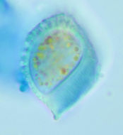 Image of <i>Uromyces dactylidis</i> G. H. Otth 1861