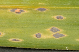 Image of Puccinia porri (Sowerby) G. Winter 1881