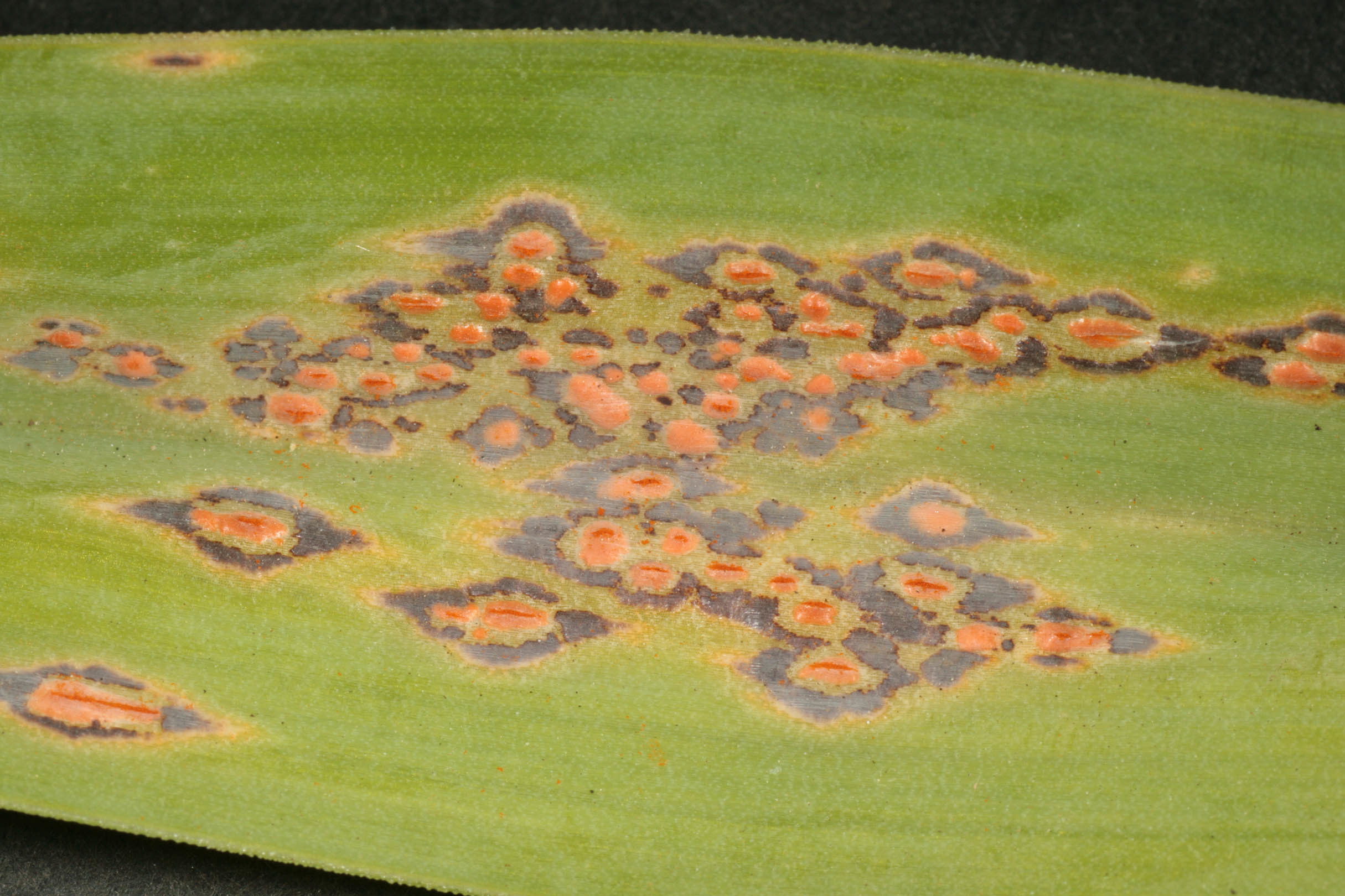 Image of Puccinia porri (Sowerby) G. Winter 1881