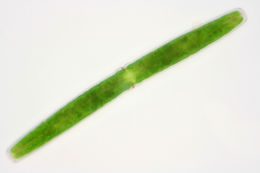 Image of <i>Pleurotaenium trabecula</i>