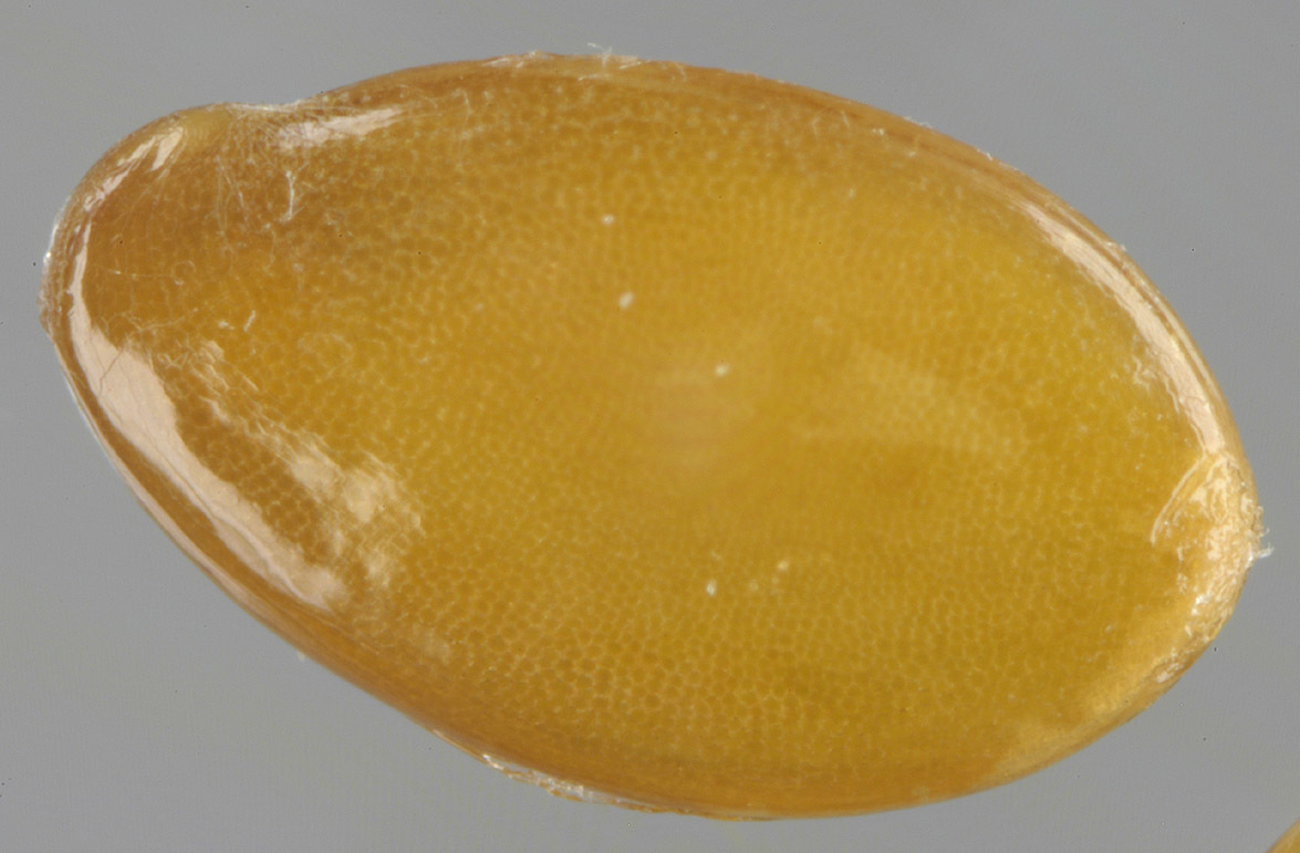 Spergularia rupicola (rights holder: )