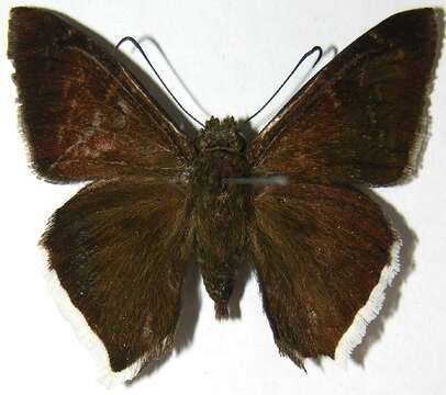 Image of Eudamini