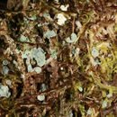Image of clam lichen