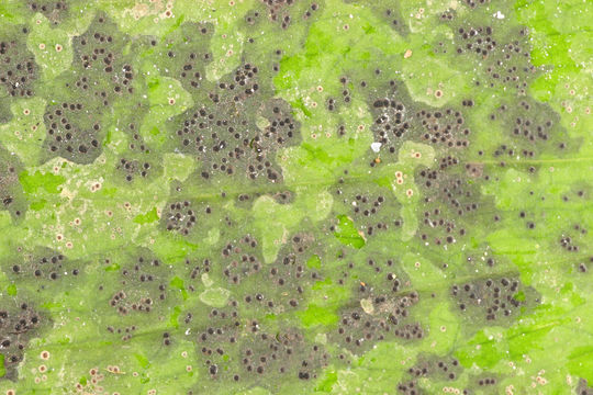 Image of Ceramothyrium