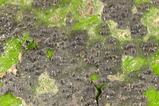 Image of Ceramothyrium