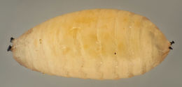 Image of <i>Phytomyza ranunculi</i> (Schrank 1803)