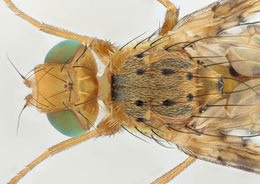 Image of Chaetorellia loricata (Rondani 1870)