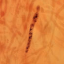 Image of <i>Russula cyanoxantha</i> fm. <i>peltereaui</i>
