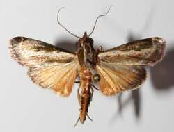 Image of Anarnatula