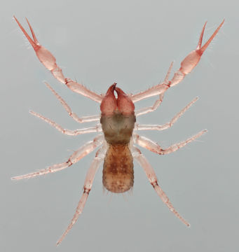 Image of <i><i>Chthonius</i></i> (Chthonius) <i>ischnocheles</i> (Hermann 1804)