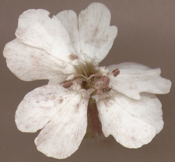 Image of Microbotryum lychnidis-dioicae (DC.) G. Deml & Oberw. 1982