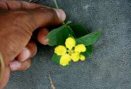 Image of Barbados cherry family 