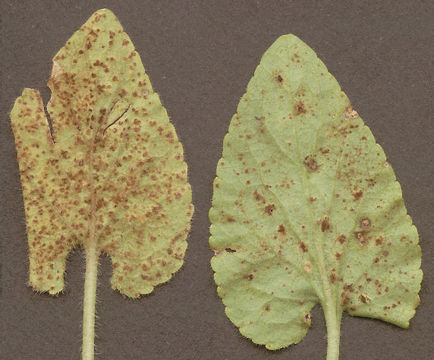 Image of <i>Puccinia violae</i> (Schumach.) DC. 1815