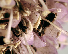 Image of Microbotryum flosculorum (DC.) Vánky 1998