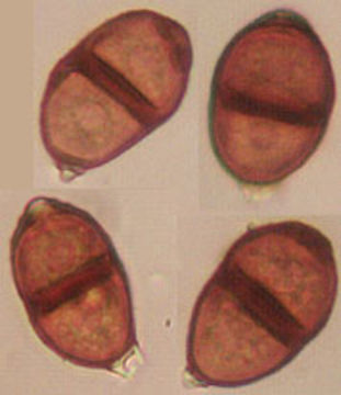 Image of <i>Puccinia violae</i> (Schumach.) DC. 1815