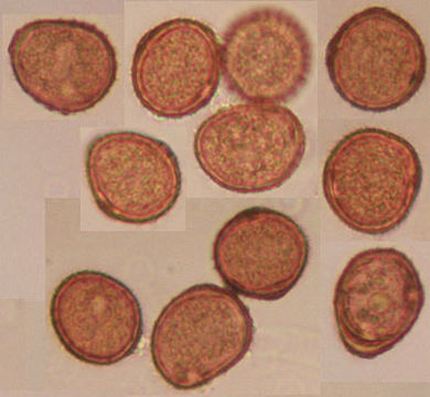 Image of <i>Puccinia violae</i> (Schumach.) DC. 1815
