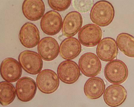 Image of <i>Puccinia violae</i> (Schumach.) DC. 1815