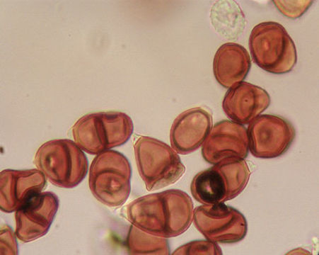 Image of <i>Puccinia violae</i> (Schumach.) DC. 1815