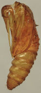 Image of Cochylis roseana Haworth 1911
