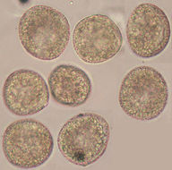 Image of <i>Typha</i> latifolia × <i>angustifolia</i>