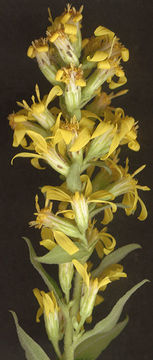 Image of European Goldenrod