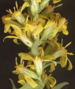 Image of European Goldenrod